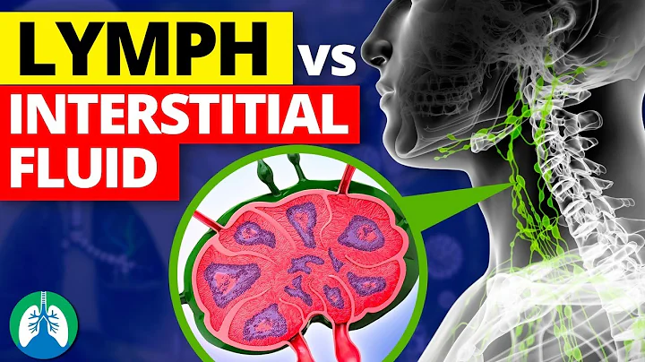 Lymph vs. Interstitial Fluid | What's the Difference?