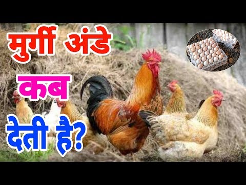 वीडियो: मुर्गियां अंडे क्यों देती हैं