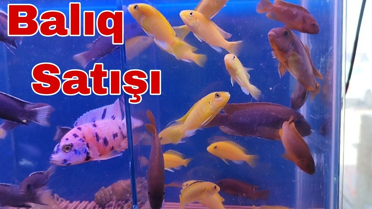 Akvarium Balıqları Balıq Satışı 2 oktyabr 2022 #elixezer #akvaryum # ...