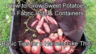 How to Grow Sweet Potatoes in Fabric Pots & Containers: 5 Tips for a Great Garden Harvest!