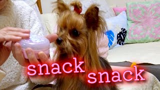 【Small and cute Yorkshire terrier dog】Snacks are the best