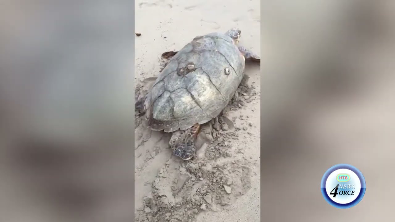 TURTLES UNDER THREAT FROM SEAMOSS FARMING