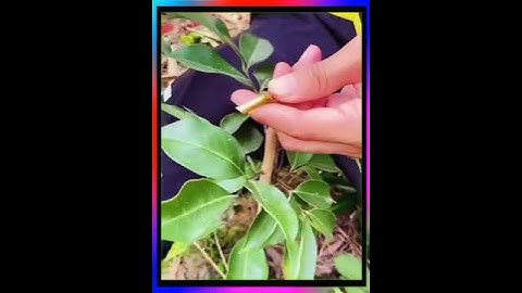 ghép cây giống vải thiều # ghép cây bưởi # công nghệ ghép cành # hướng dẫn ghép cành