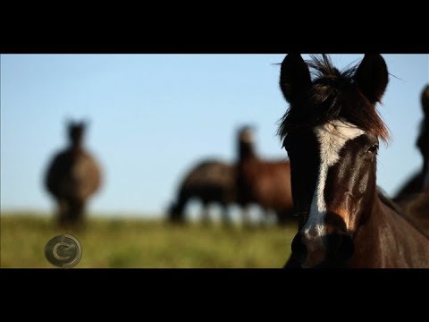 Vídeo: Como Os Cavalos Veem
