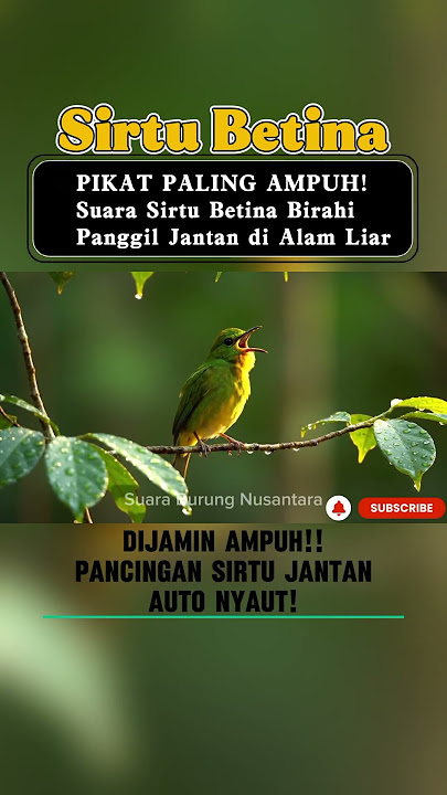 SUARA PIKAT PALING AMPUH! Suara Sirtu Betina Birahi Gacor Panggil Jantan di Alam Liar - Common Iora