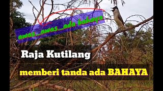 Pikat Kutilang GACOR memberi tanda ada BAHAYA