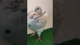 اجمل حمامة pigeons