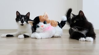 Cats vs toy cat | Uni and Nami's reaction