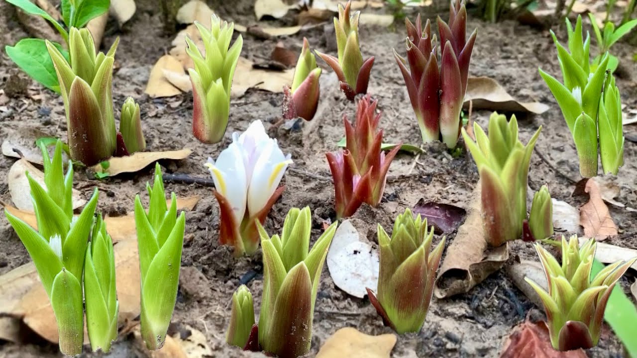 ดอกกระเจียวขาวออกใหม่ มีแต่ตูมๆ