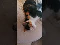 Наши любимые питомцы, которые живут у нас дома❤️☘️🐕🐈🐱🐶🐥