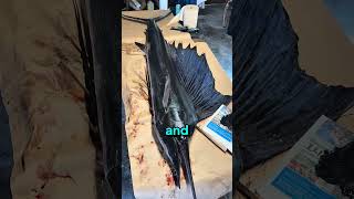 How Japanese Fishermen Recorded Fish Before Cameras 🐟