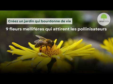 Vidéo: Comment les fleurs attirent les pollinisateurs ?