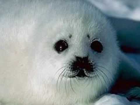 our arctic animals youtube