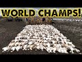Snow Goose WORLD CHAMPS! - 473 Geese Killed!
