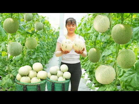 Harvesting Melon Goes To The Countryside Market Sell - Take care of piglets