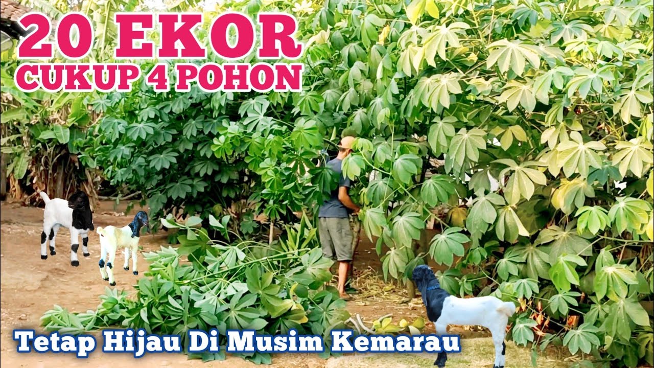 Jenis Pakan Kambing ini Tetap Seger Dan Hijau Di Musim Kemarau