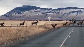 Massive Herd of Elk Crossing HWY 237 in Eastern Oregon - December 2022 Resimi