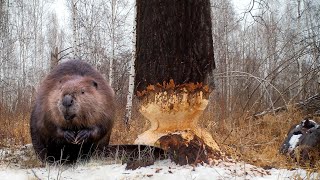 БОБР против ОГРОМНОЙ ОСИНЫ! Наблюдаем за бобром с помощью ф/ловушки. Какой фотоловушкой я пользуюсь