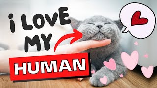 5 Signs Your Cat REALLY Loves You  🥰 by Oh My Cat 247 views 2 weeks ago 1 minute, 52 seconds