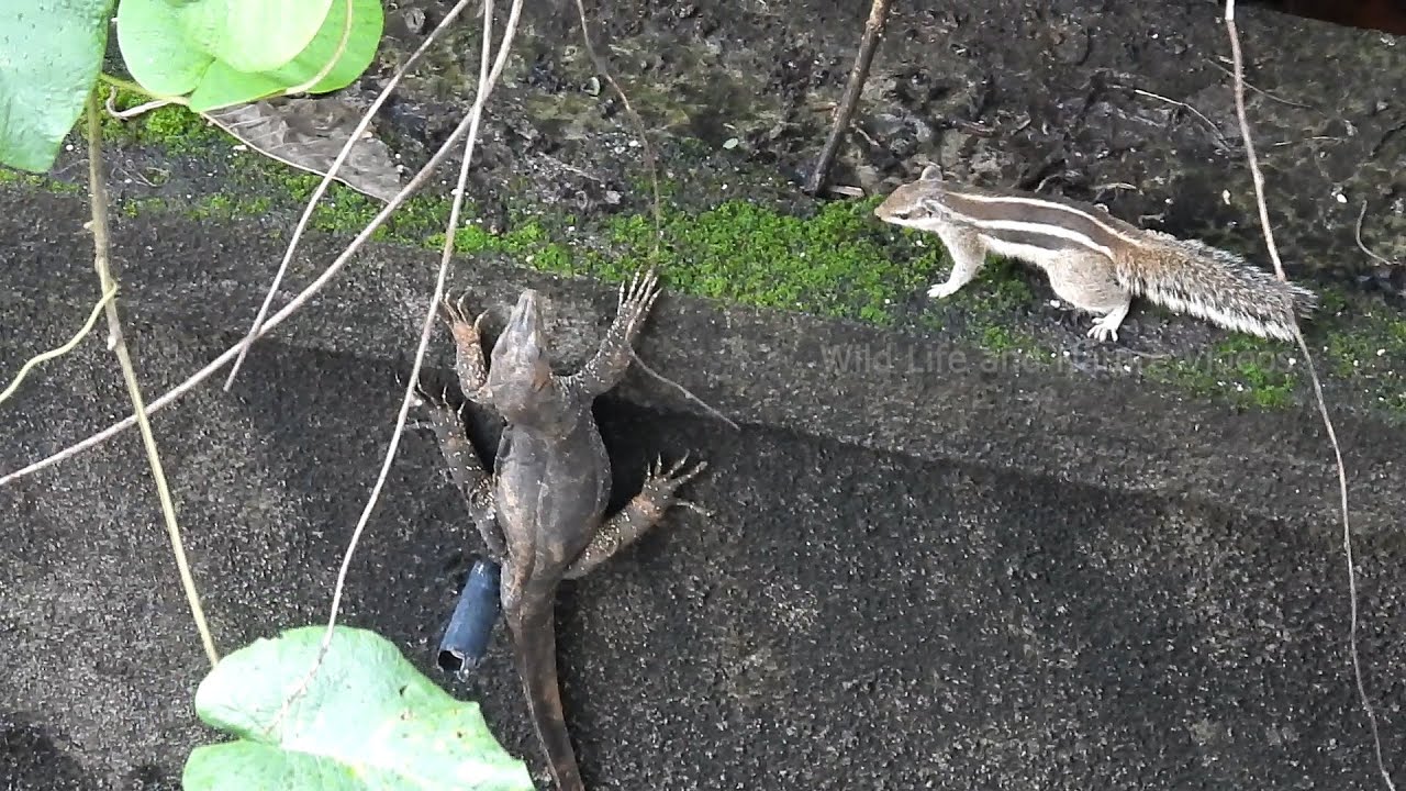 Monitor Lizard Walks On The Wall Monitor Lizard Scientific Name Monitor Lizard Walks On The Wall Monitor Lizard Scientific Name