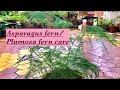 Plumosa Fern/ Asparagus fern care || Asparagus plumosus complete care||HOMESCAPES