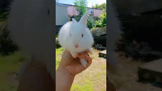Cute Bunny