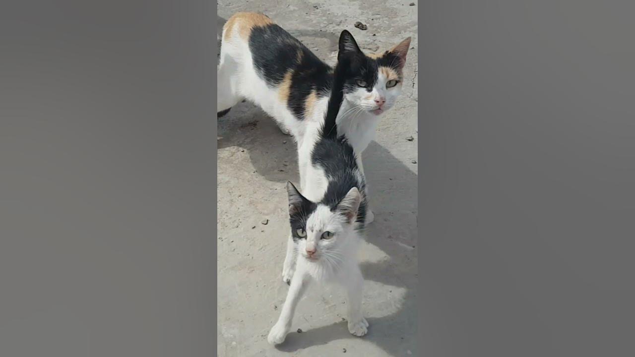 Sounds that attract cats meow to make cats come to you shorts 