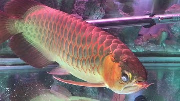 Thanh Phan Blogs - Cách trị bệnh đục mắt cho cá rồng huyết long