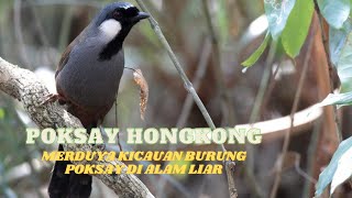 KICAU BURUNG POKSAY HONGKONG DI ALAM LIAR | KEHIDUPAN POKSAY DI ALAM BEBAS | BURUNG POKSAY HONGKONG