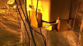 Sea of green. Grow tent guru . MK ultra grow diary