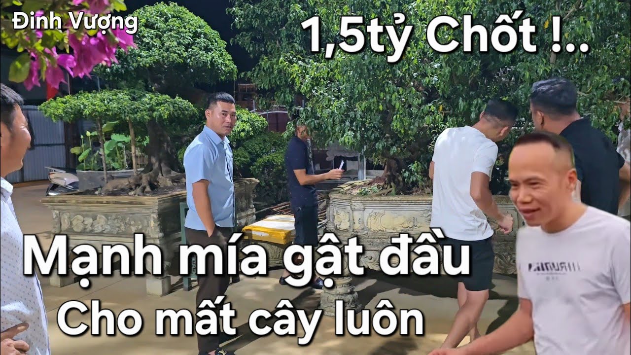 Cây to này 1,5tỷ chốt công khai giá luôn. Em xin anh !..