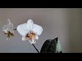 Phalaenopsis stuartiana Pico Chip