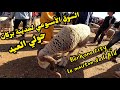 Berkane city morocco  sheep market           09052023