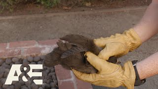 Live Rescue: Sneaky Bird Removed From Yard (Season 3) | A&E