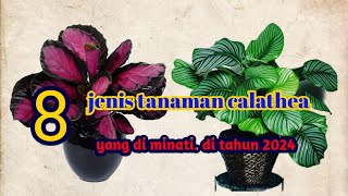8 JENIS TANAMAN HIAS CALATHEA! 8 types of calathea ornamental plant
