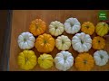 Cách trồng bí ngô Nhật tí hon trong chậu tại nhà |How to grow tiny Japanese pumpkins in pots at home