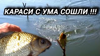 Дикий клёв на Днепре! Караси идут один за другим 🔥