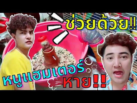 ช่วยด้วย‼️หนูแฮมเตอร์หาย