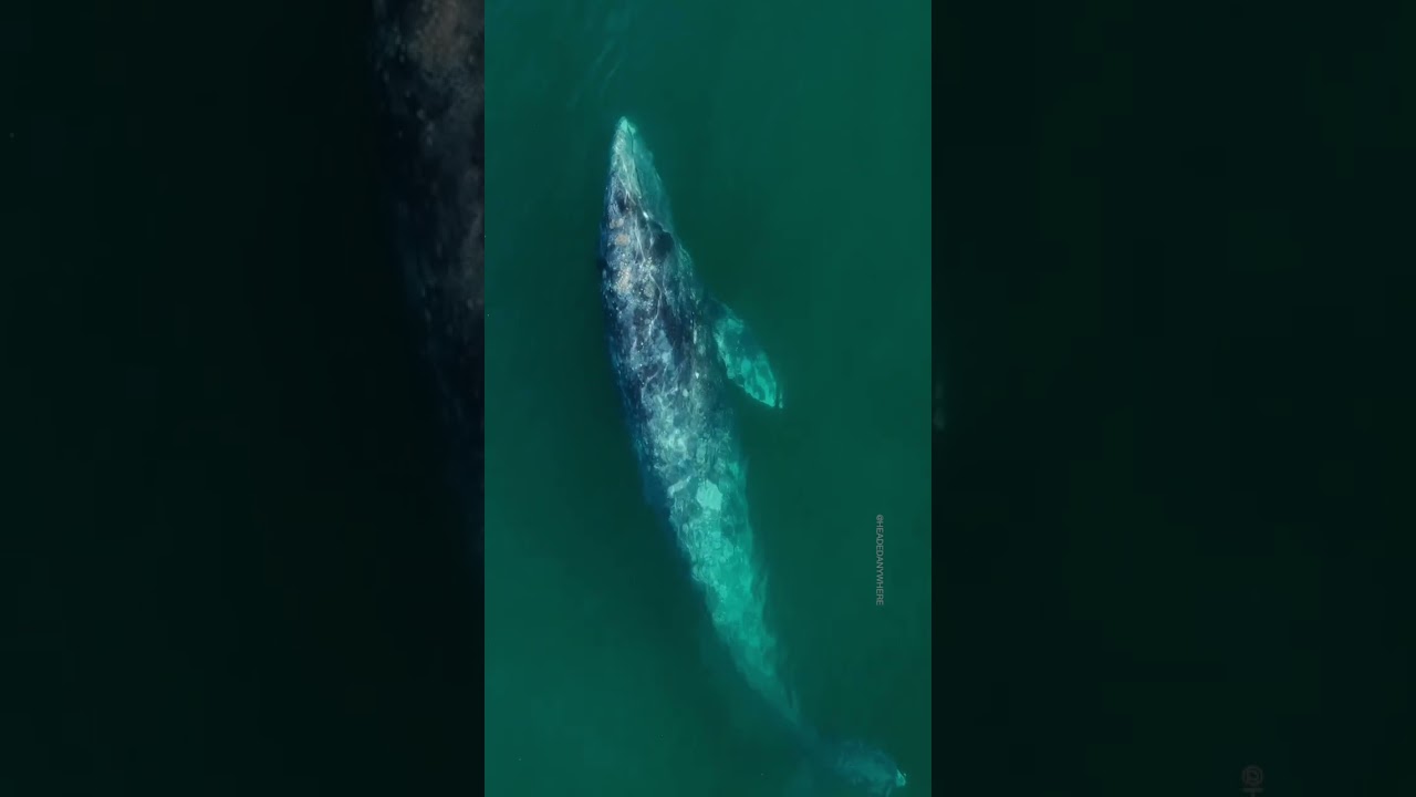 Gray Whale Rolling Over