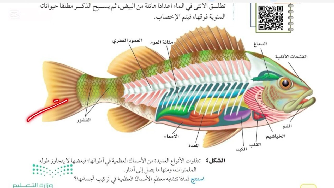 الحبليات ومجموعاتها علوم اول متوسط الفصل الدراسي الثالث الجزء الاول#التعليم #علوم