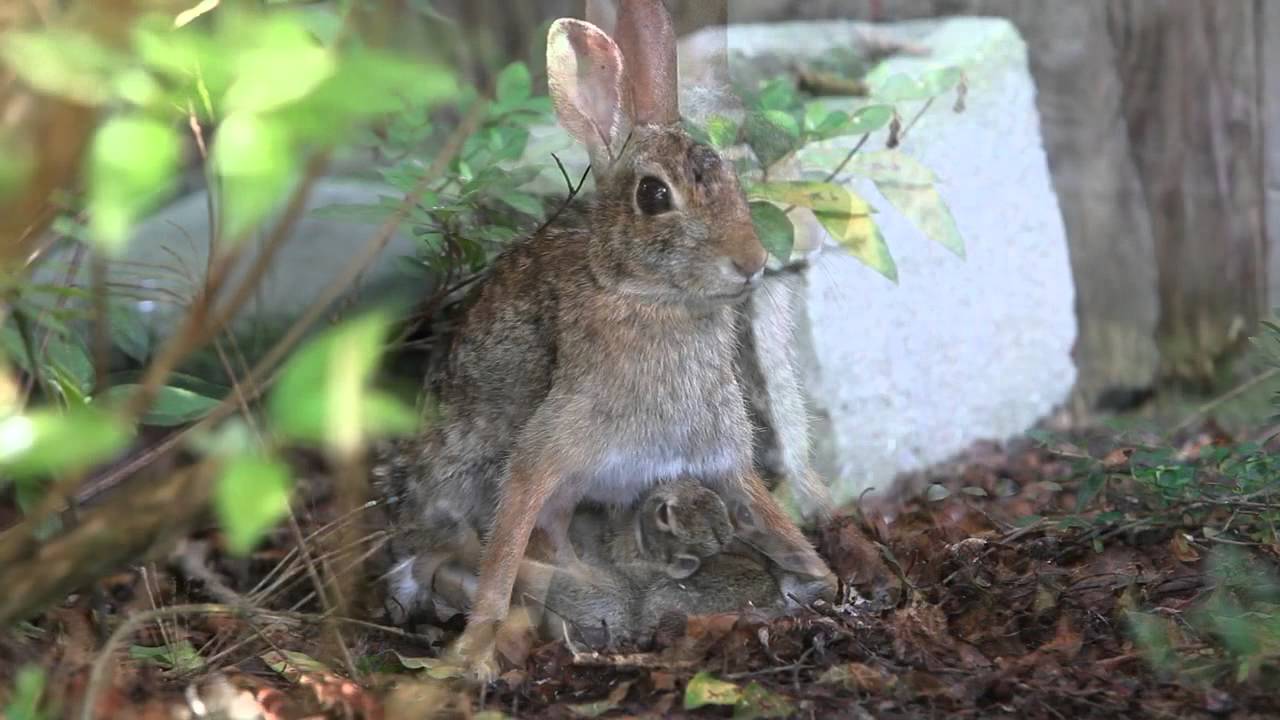072113 Nursing Bunnies - YouTube