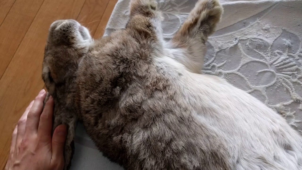 Flemish Giant Rabbit: Grooming a whale