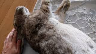 Flemish Giant Rabbit: Grooming a whale