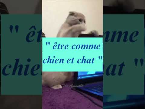 أصف شخصين يتشاجران دائما