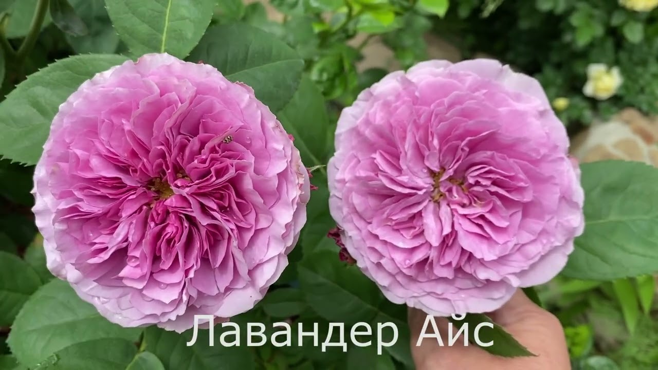 Подкормка Роз в Кашпо.