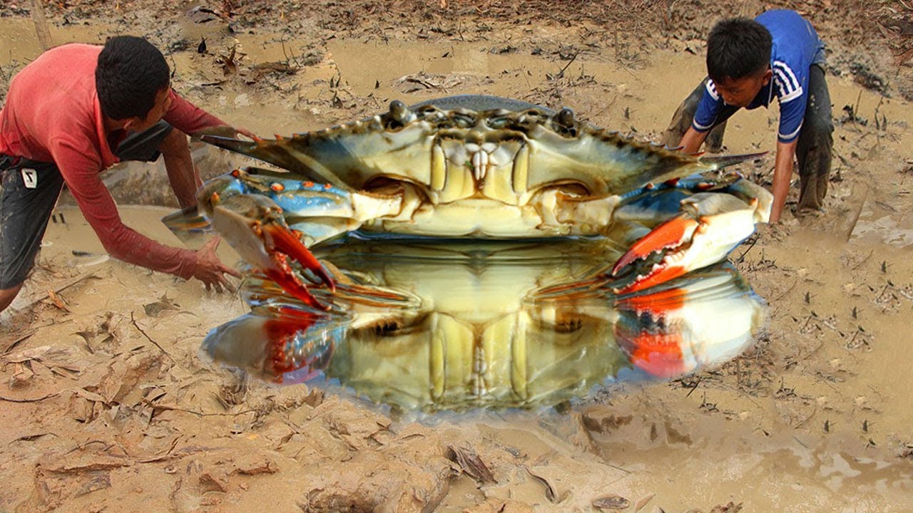 Unique Crabs Catching 2020 | Catching Crabs Cat In Dry Season Find Crabs in Underground Secret Hole
