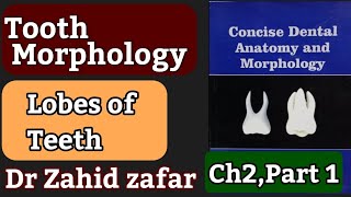 Part 1 Ch 2 lobes of teeth #toothmorphology