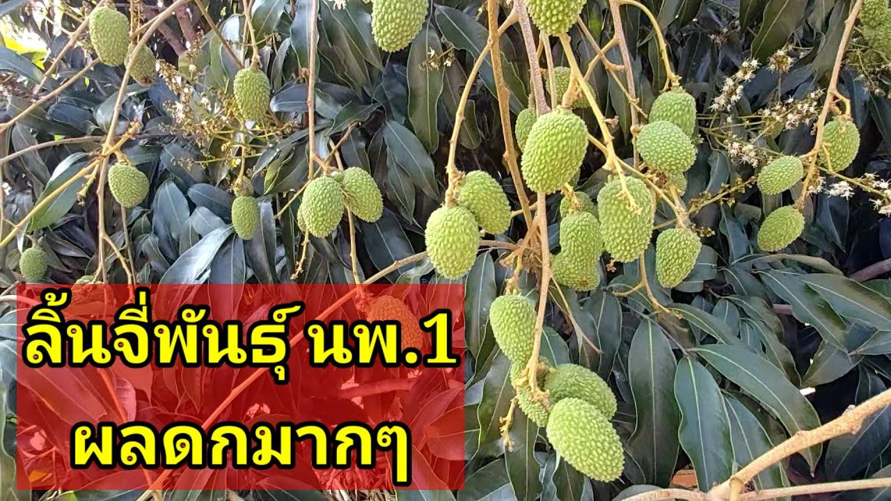 ลิ้นจี่ พันธ์นพ.1ต้นเตี้ยผลดก น่าหามาปลูกมากค่ะ