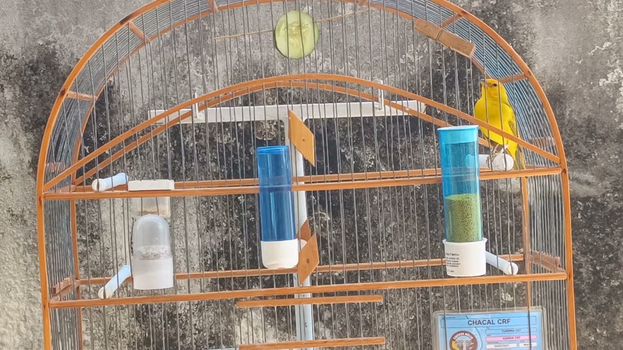 Canário da terra Chacal CRF F2 Turbina CEF 