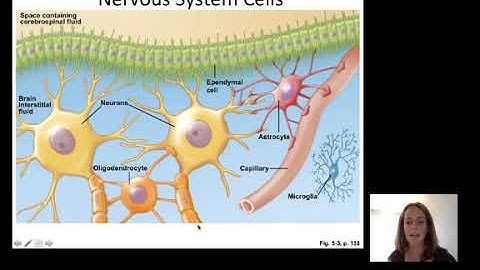 Neurophysiology Part1  By doctor cara